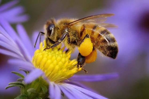 Etude PV et pollinisateurs